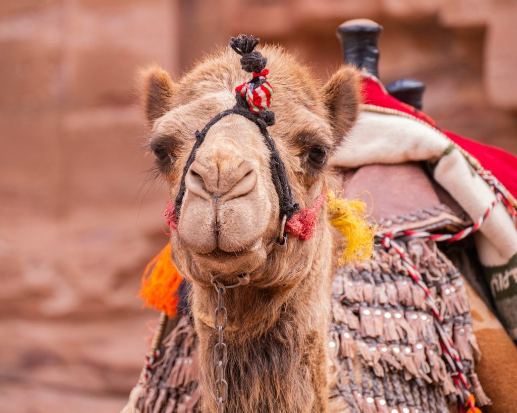 camello, petra, naturaleza